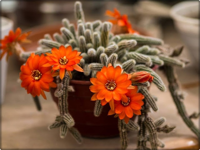 Как да отглеждаме фъстъчен кактус (Echinopsis chamaecereus)