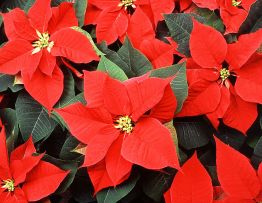 Как да се грижим за Коледната звезда (Poinsettia) след празниците