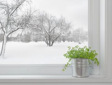 Как да се грижим за стайните растения през зимата – част първа