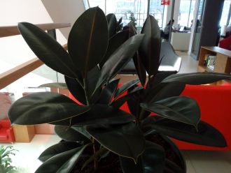Ficus elastica Rubra