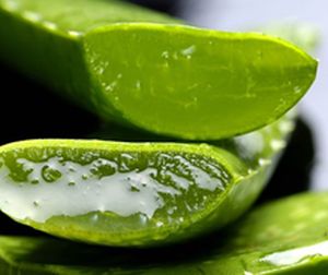 Домашният доктор Aloe vera