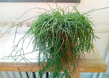 Какво не знаем за кактуса Rhipsalis cassutha