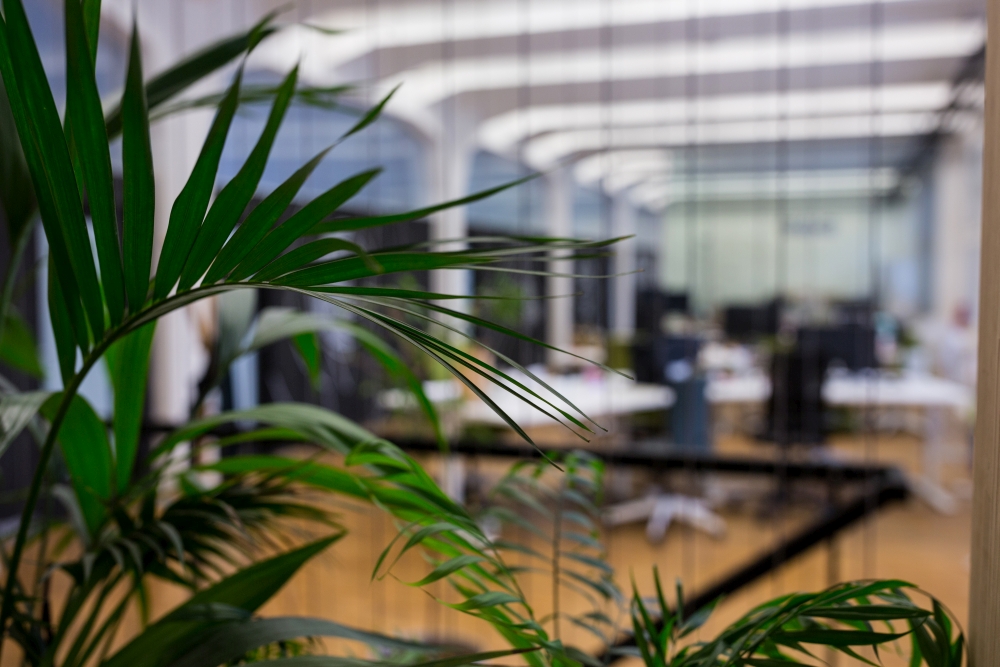 Ролята на растенията в съвременния офис
